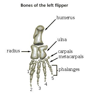 the bones in a whale flipper are most similar to